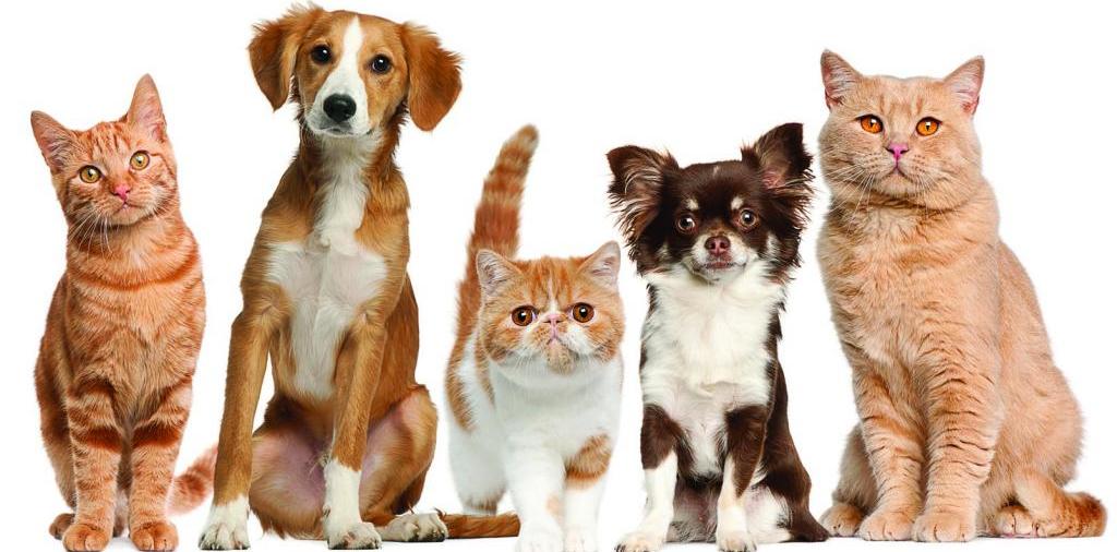 Доска объявлений о животных | ЗооТом - продажа, вязка и услуги для животных в Карачеве