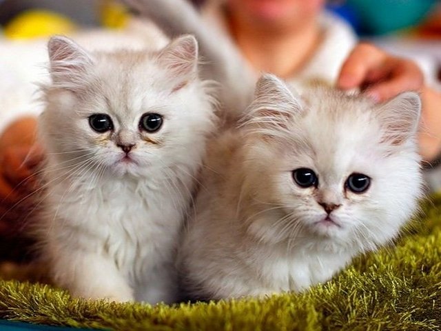 Породы кошек в Карачеве | ЗооТом портал о животных