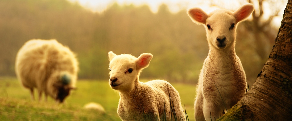 Объявления о сельскохозяйственных животных | ЗооТом - продажа, вязка и услуги для животных в Карачеве