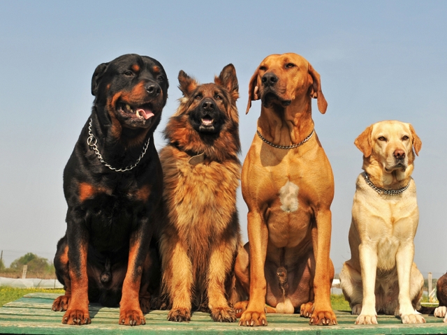 Крупные породы собак в Карачеве | ЗооТом портал о животных
